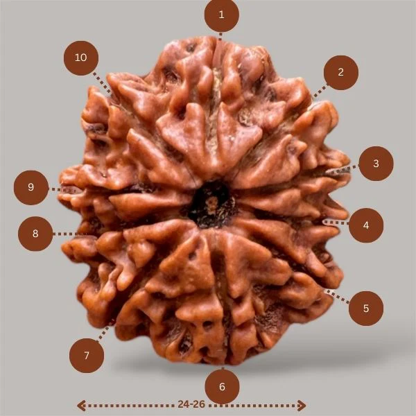 10 Face Rudraksha