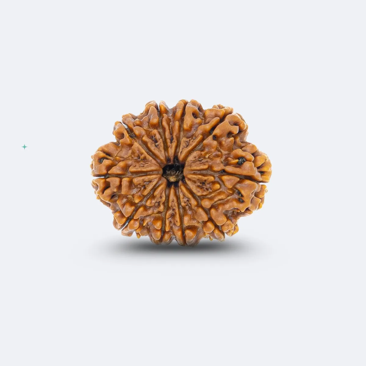 10 Face Rudraksha - Image 2