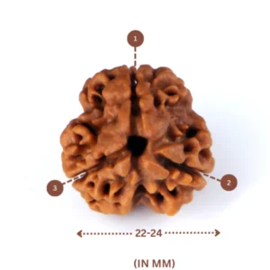 3 Face Rudraksha