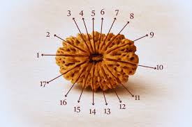 17 Face Rudraksh