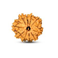 10 Face Rudraksha - Image 3