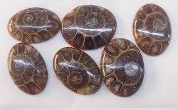 Ammonite
